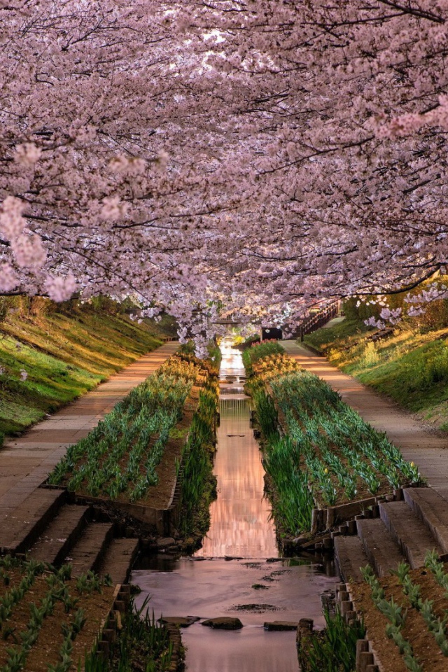 Весенний цветущий сад в Японии