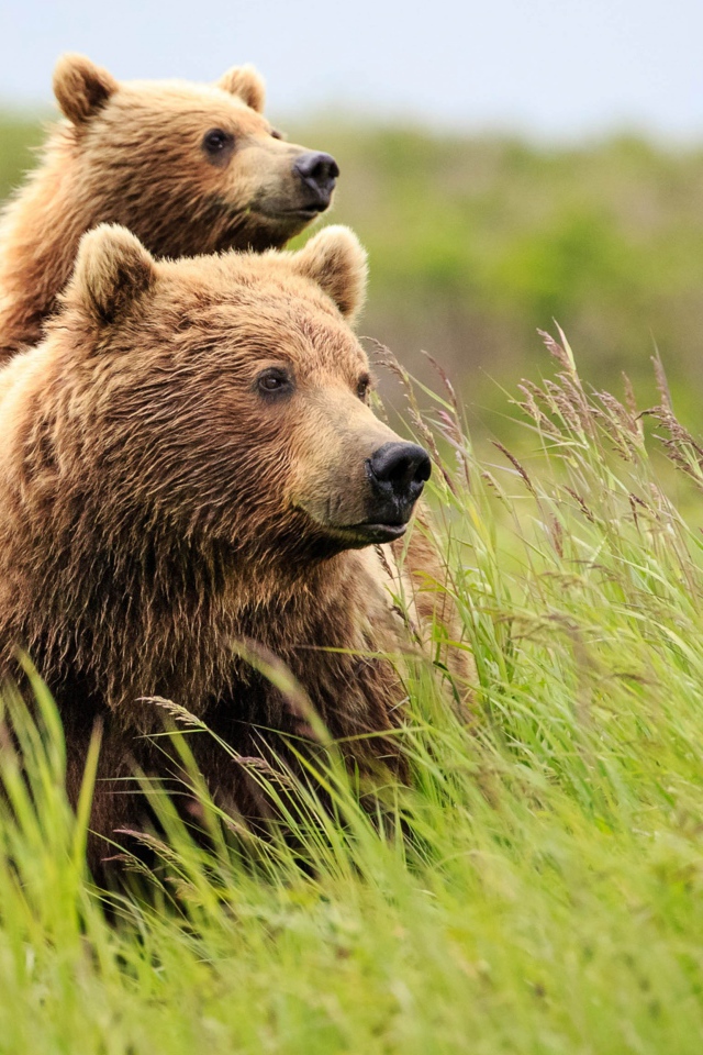 Большая медведица с медвежонком в зеленой траве