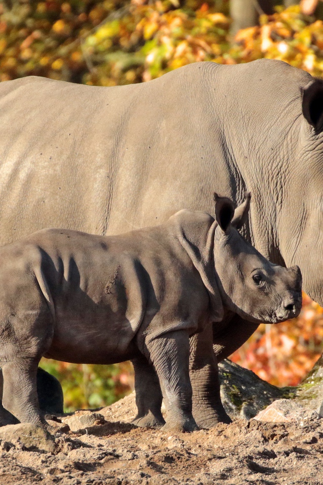 Большой носорог с маленьким детенышем
