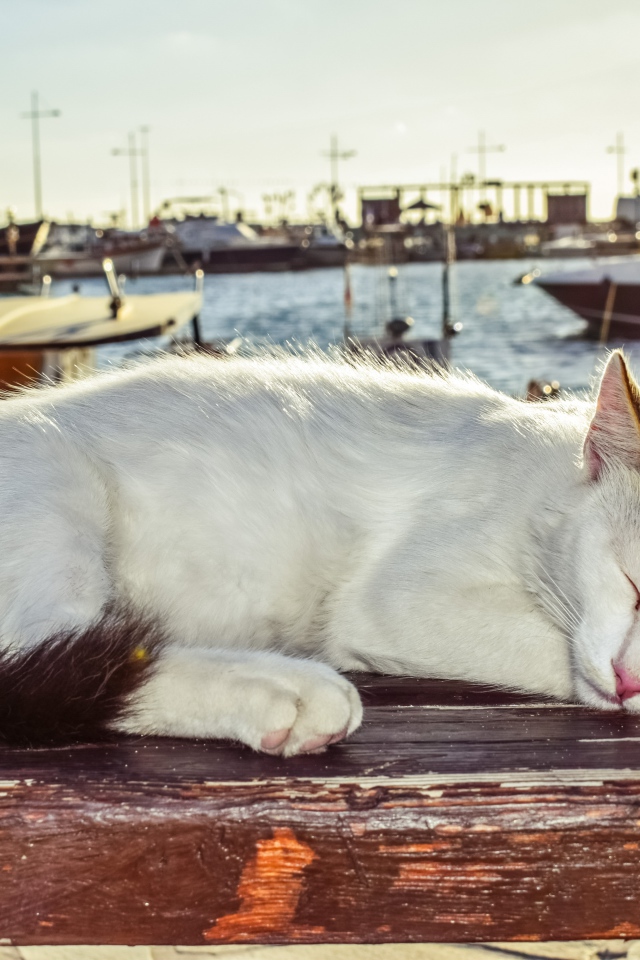 Кот спит под солнцем на лавке в порту
