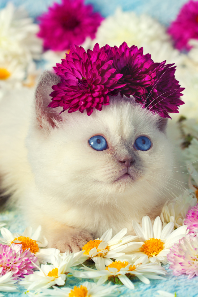 Милый маленький котенок в цветах хризантемы
