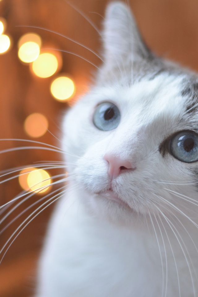 Взгляд серо-белого кота с голубыми глазами