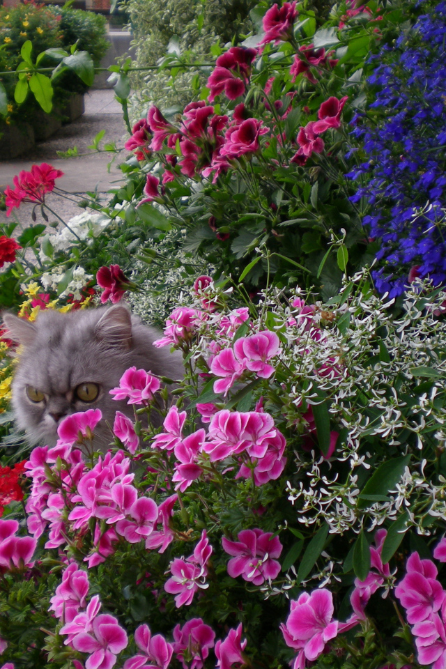 A gray cat hides in the colors of geraniums