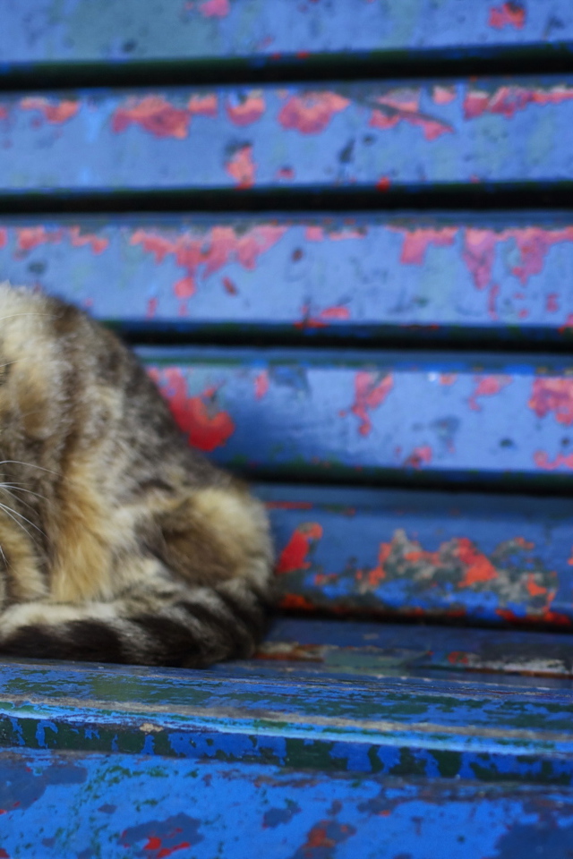Серый бездомный кот лежит на старой лавке