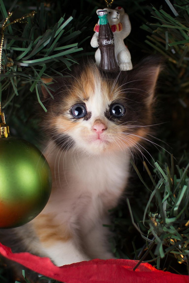A little cute kitten is sitting on a festive Christmas tree for the new year