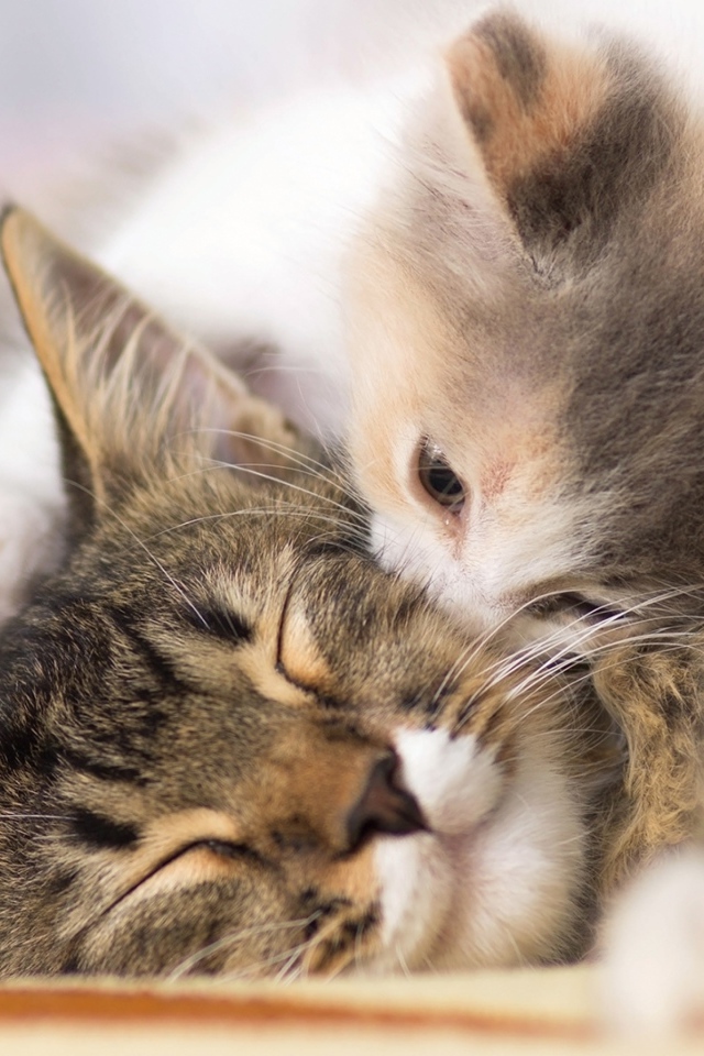 Маленький милый котенок целует свою маму