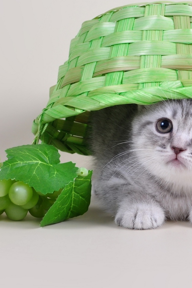 Маленький серый котенок сидит под зеленой плетеной корзиной
