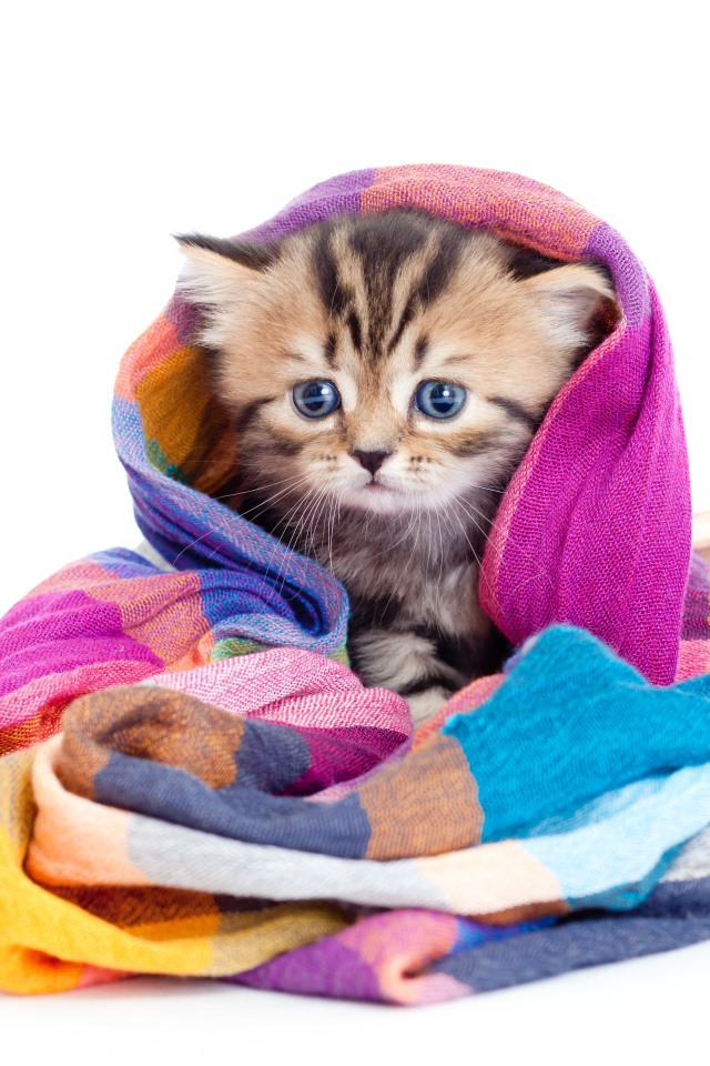 Маленький котенок укутан в разноцветный шарф на белом фоне