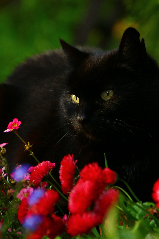 Красивый черный кот в цветах 