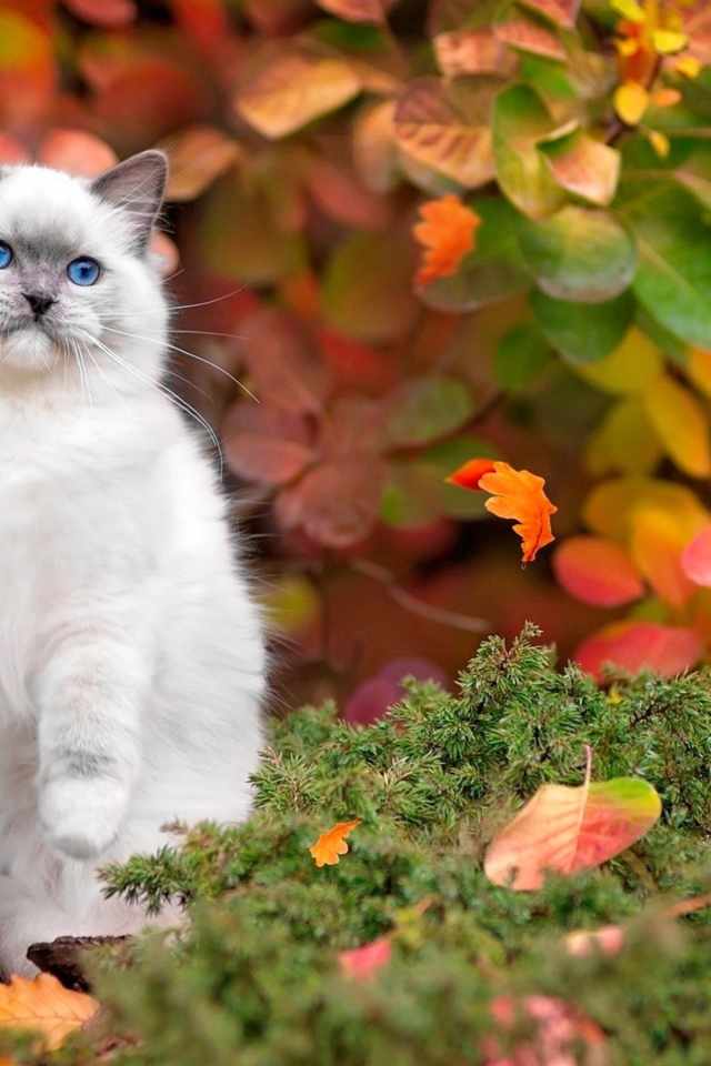 Красивый голубоглазый пушистый кот осенью