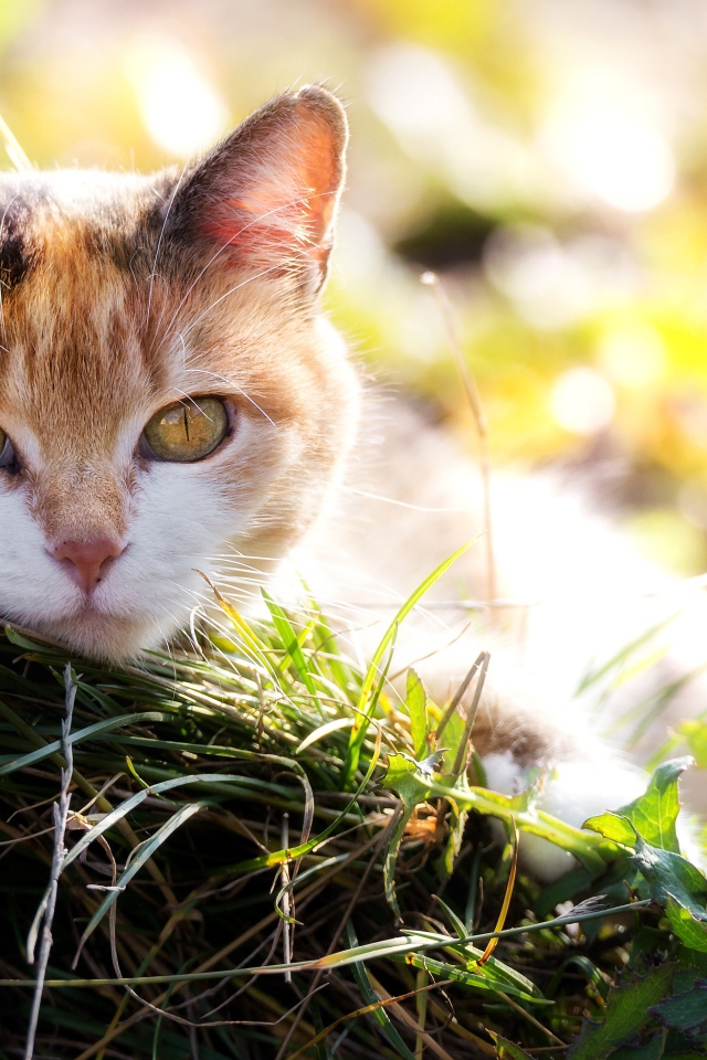Красивая кошка с выразительным взглядом лежит на траве