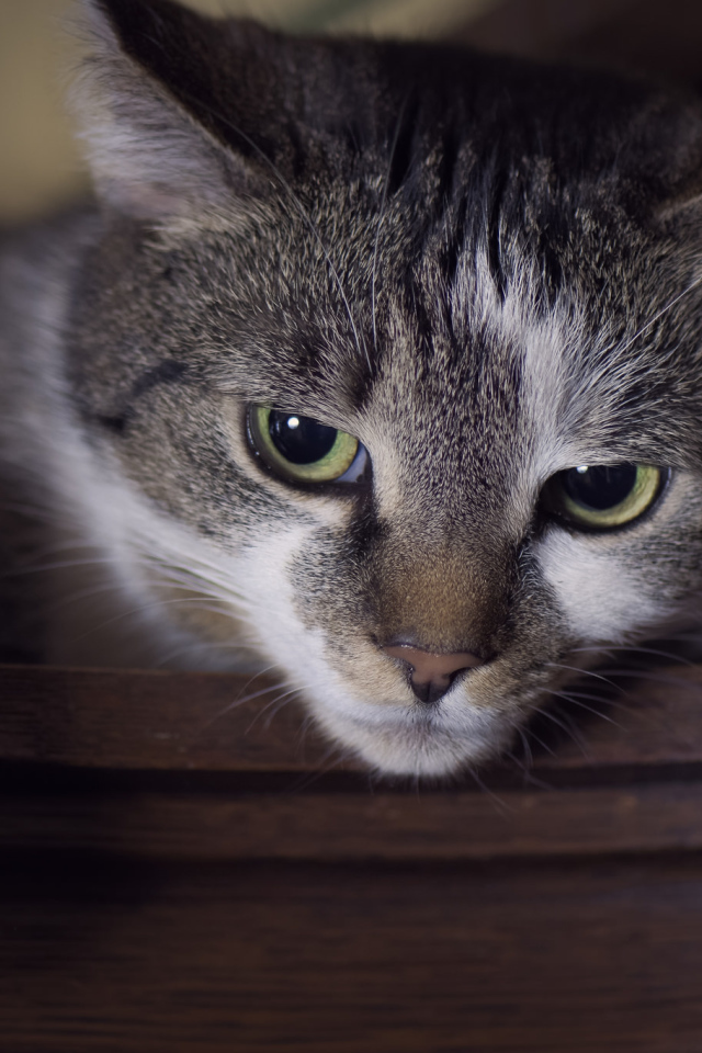 Красивый кот с зелеными глазами крупным планом