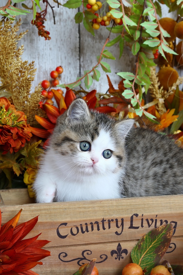 Красивый маленький котенок в деревянном ящике с цветами