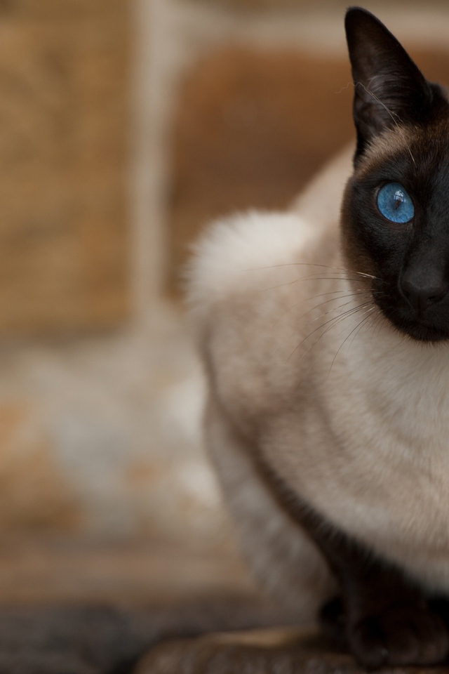 Красивый взгляд голубоглазой сиамской кошки