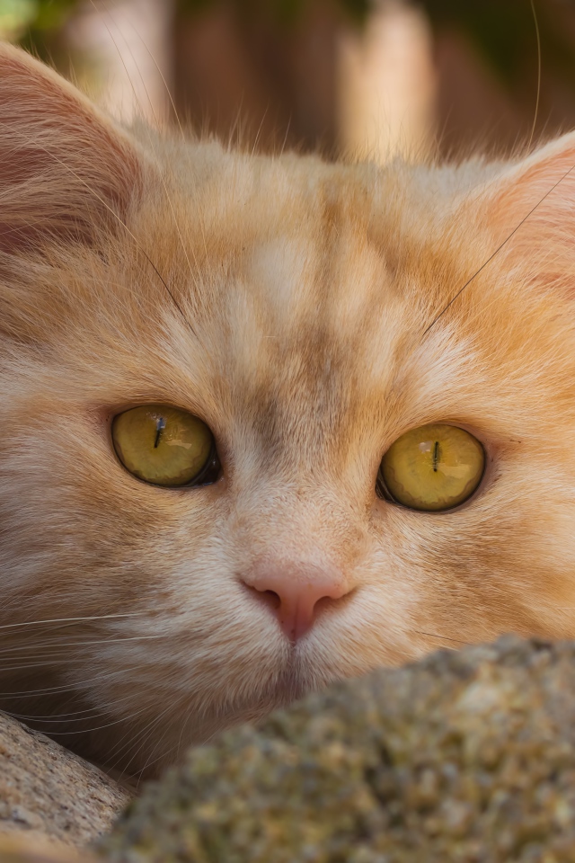 Красивая морда рыжего кота