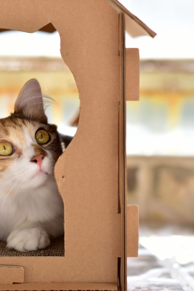 Красивый рыжий кот в картонной коробке 