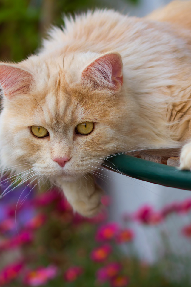 Большой красивый рыжий кот с желтыми глазами 