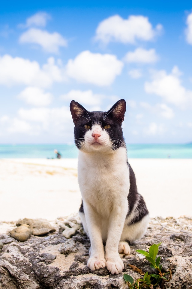 Черно белый кот сидит на пляже под голубым небом