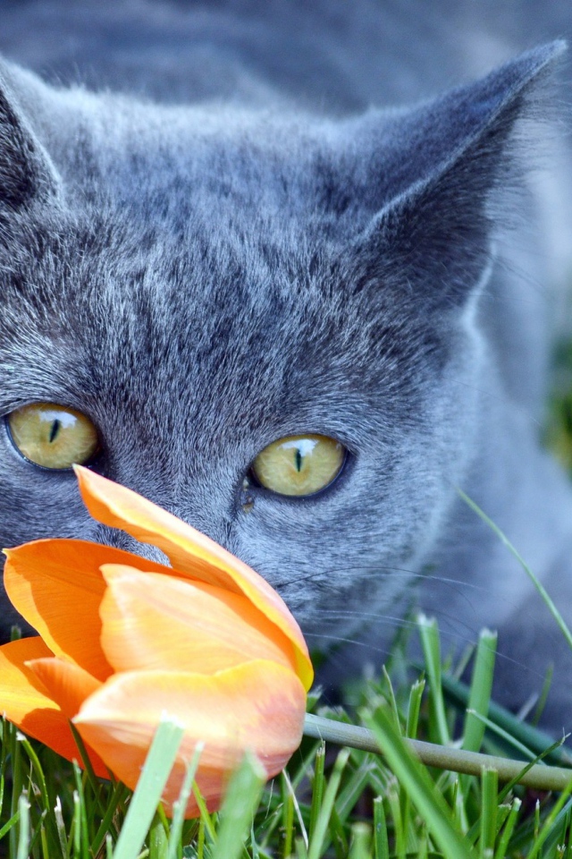 Кот британец нюхает оранжевый тюльпан 