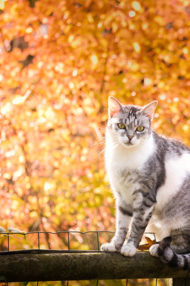 Кот сидит на заборе на фоне желтых деревьев