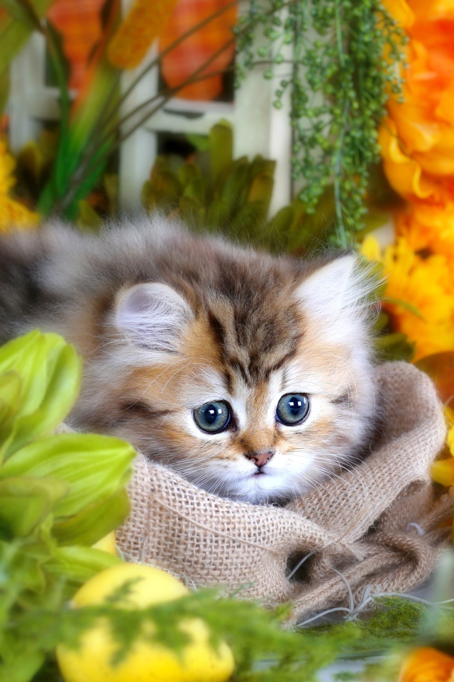 Милый пушистый серый котенок с большими глазами в цветах