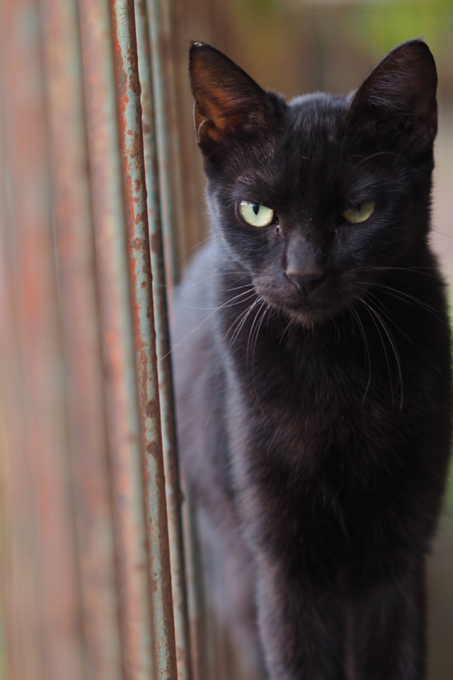Недовольный взгляд черного кота