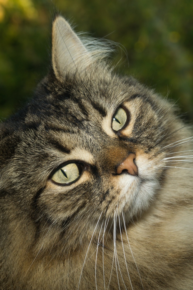 Морда пушистого серого кота с зелеными глазами