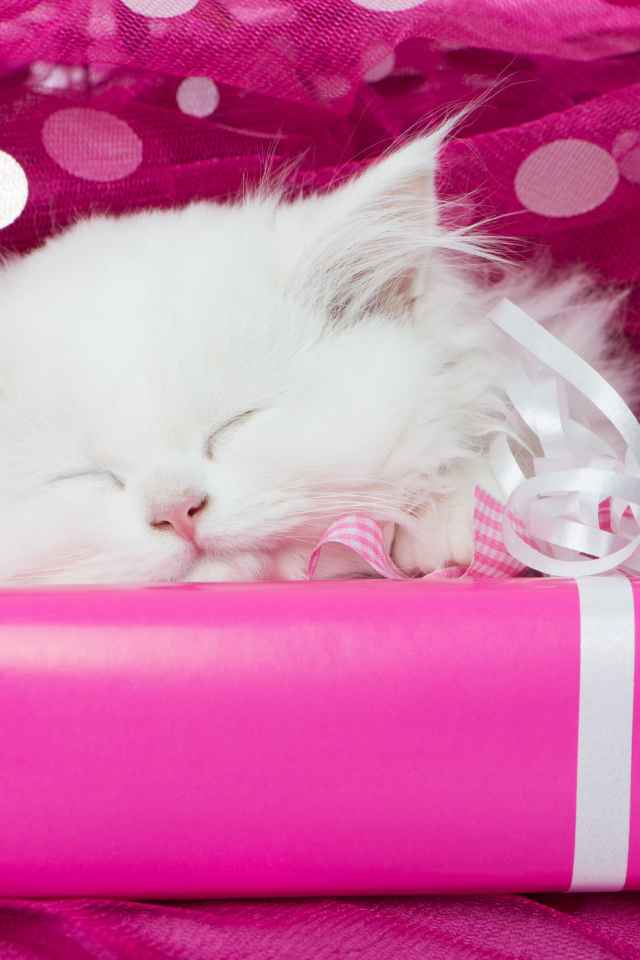 Fluffy white kitten asleep on a pink gift box
