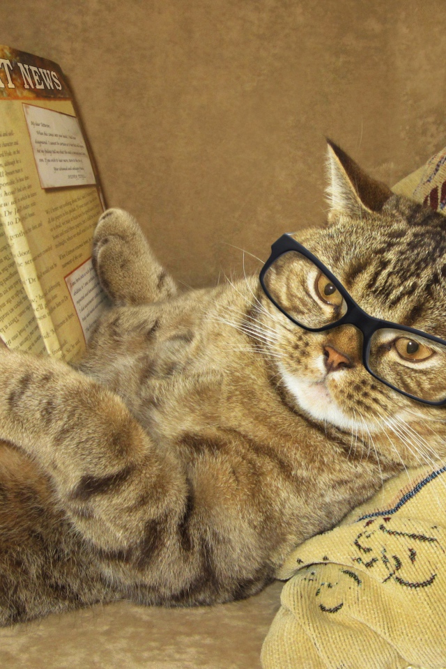 Забавный серый кот в очках и с газетой лежит на подушке
