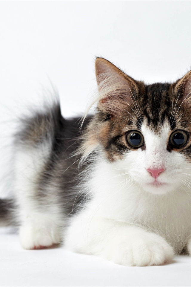 Забавный котенок с большими глазами на белом фоне