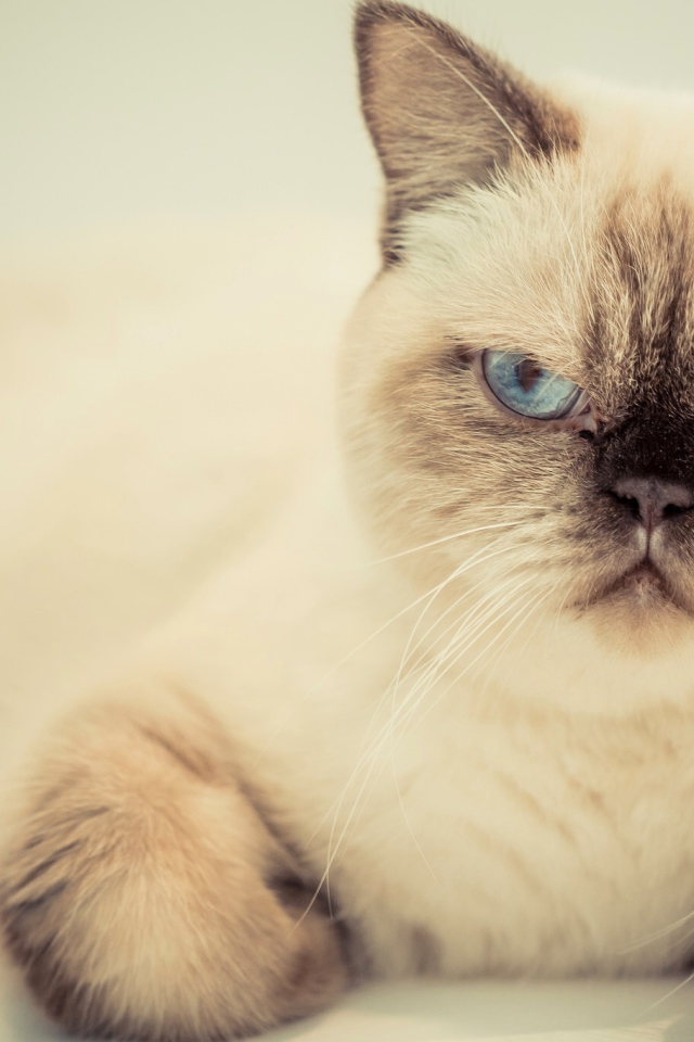 Хмурый красивый голубоглазый кот