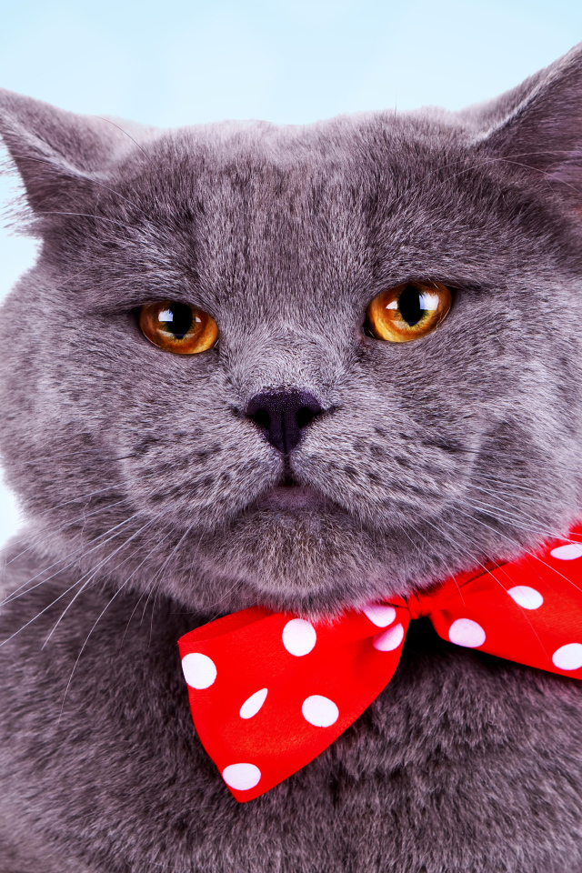 Серый британский кот с большим красным бантом в горошек