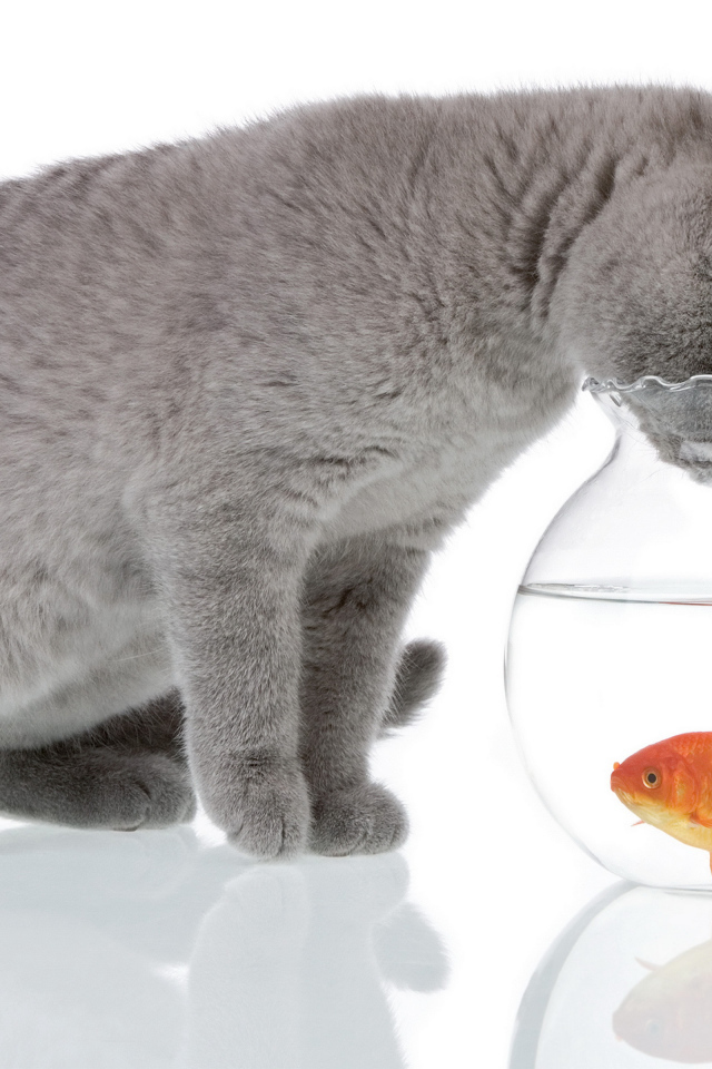 Серый кот заглядывает в аквариум с золотой рыбкой на белом фоне