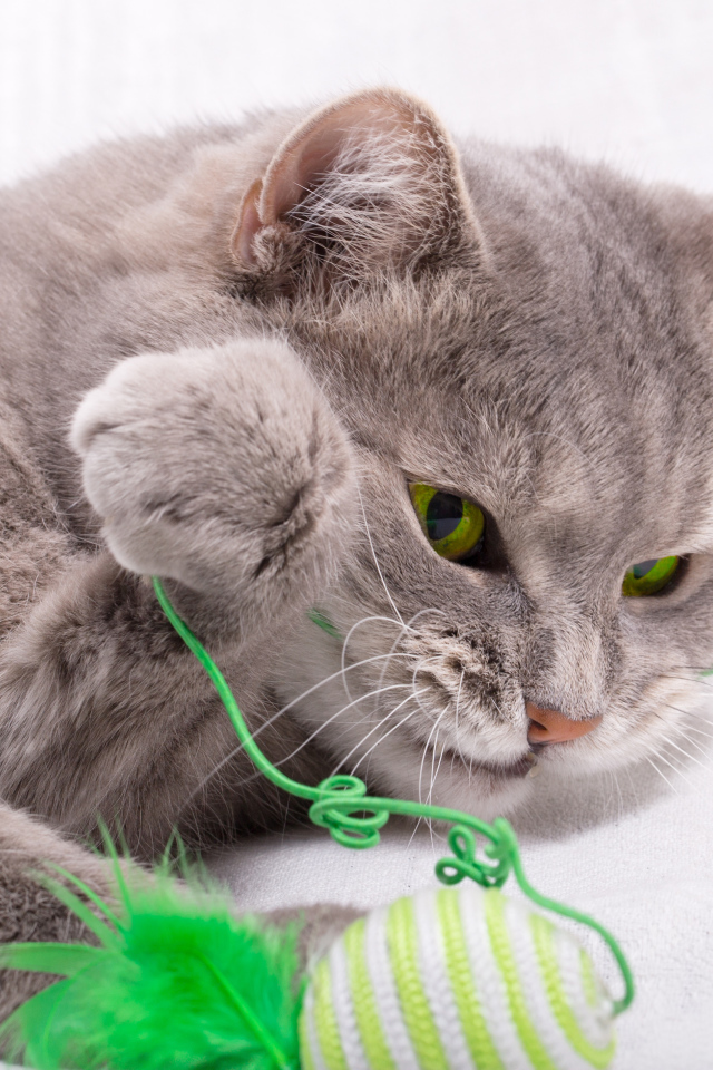 Серый зеленоглазый кот играет с игрушкой на белом фоне