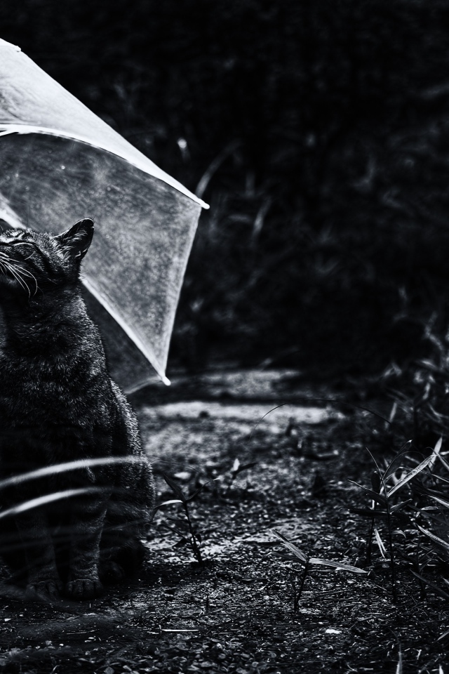 Серый кот под прозрачным зонтом черно - белое фото 