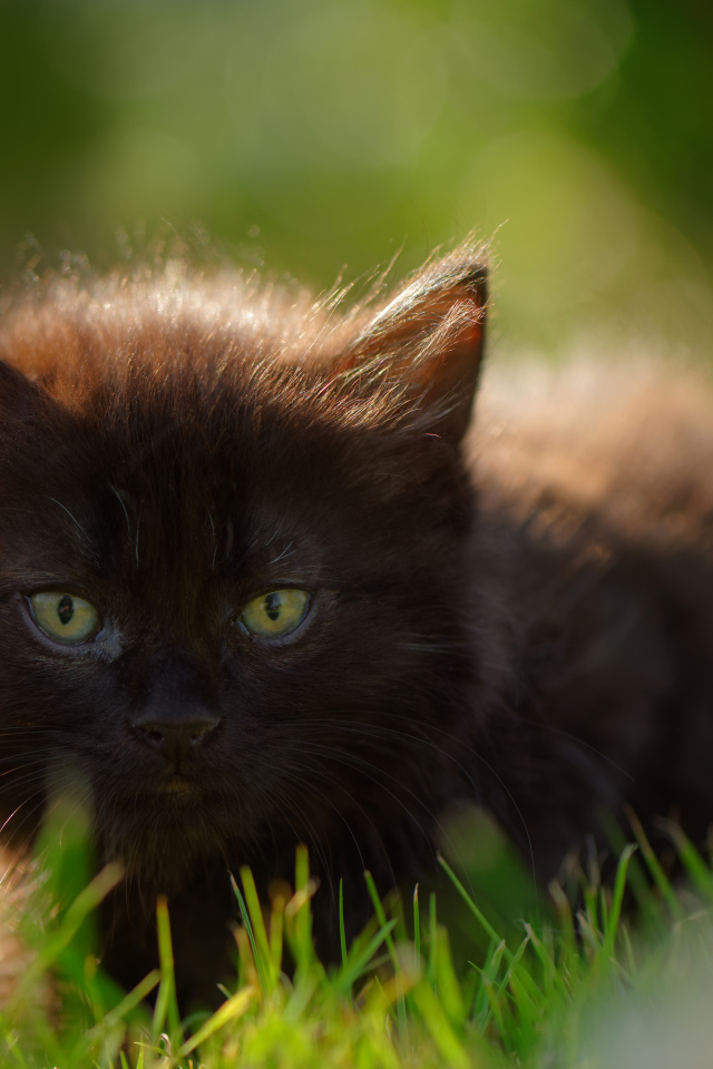 Маленький черный котенок с зелеными глазами в траве 