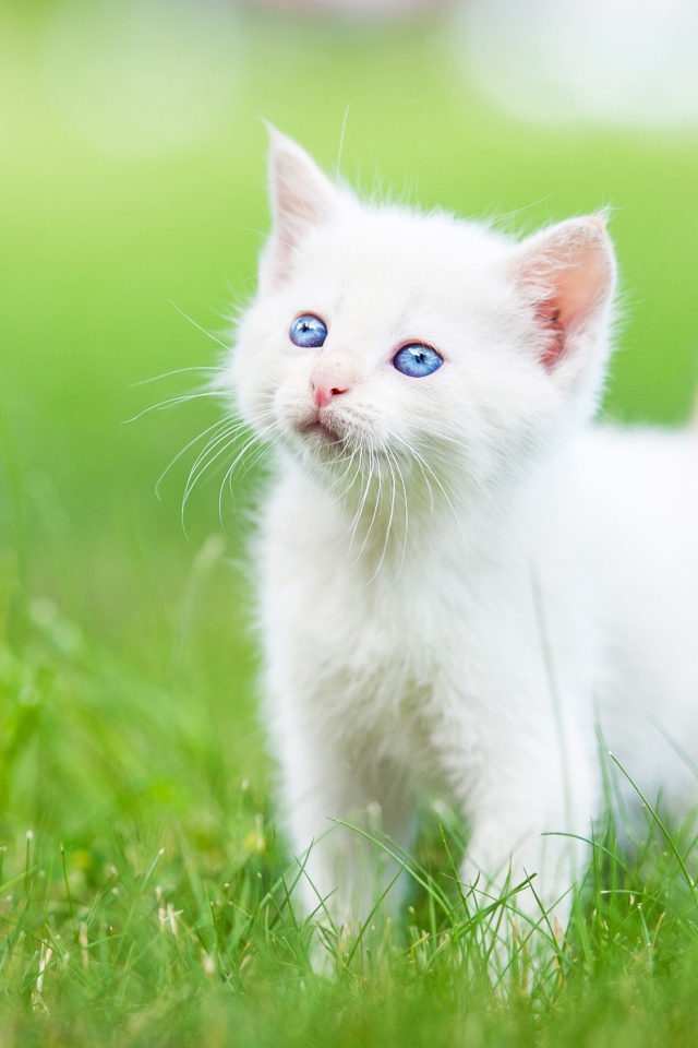 Маленький голубоглазый белый котенок на зеленой траве