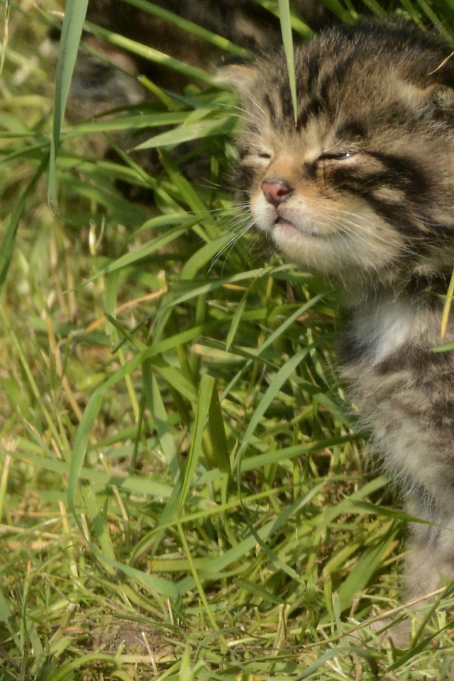 Маленький серый котенок в траве 