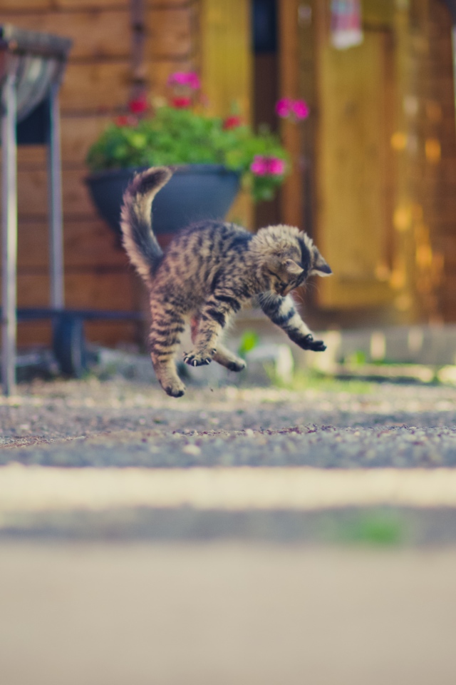 Маленький серый котенок прыгает на асфальте