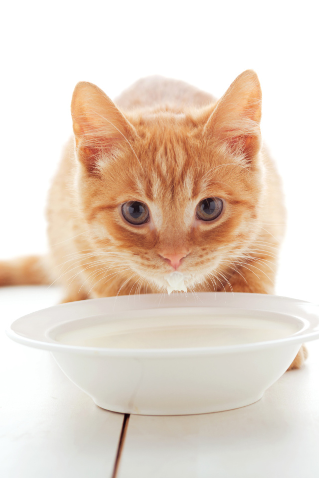 Маленький рыжий котенок с миской молока 