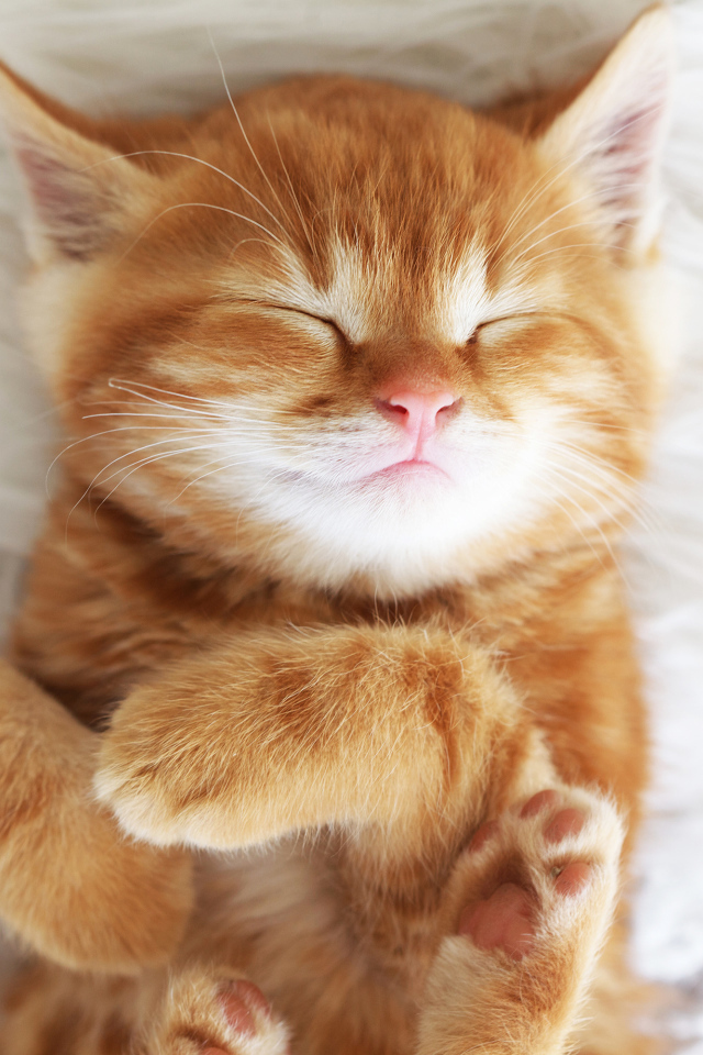 Милый спящий рыжий котенок