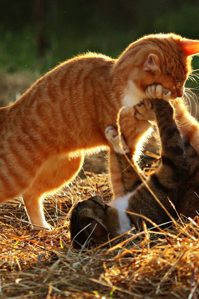 Рыжий и серый коты играют на сене