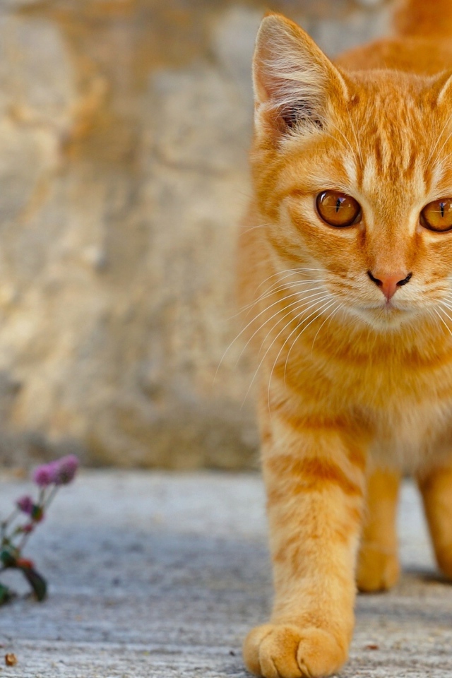 Рыжий кот с красивыми рыжими глазами 