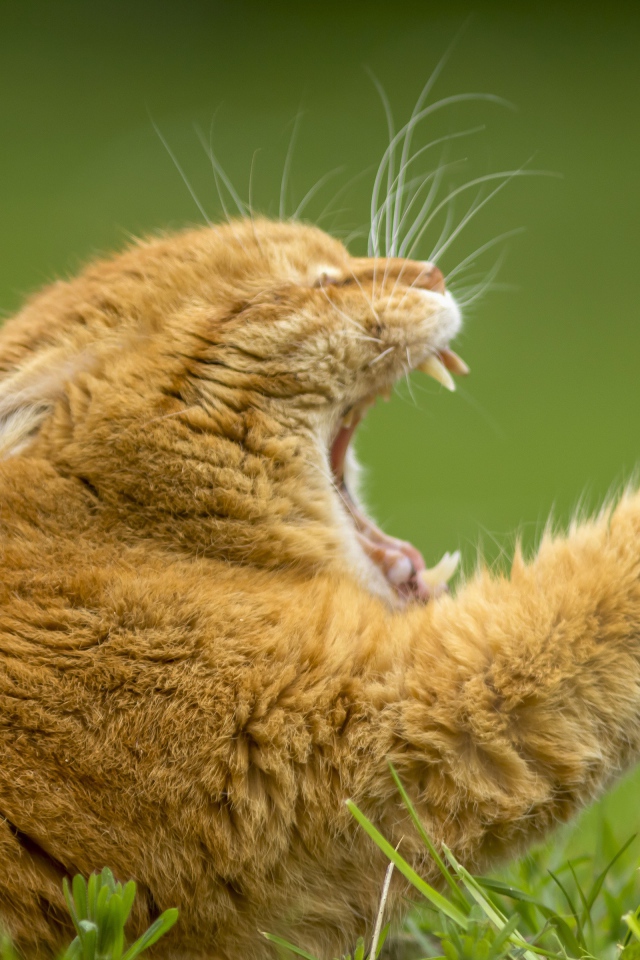 Рыжий зевающий кот на зеленой траве