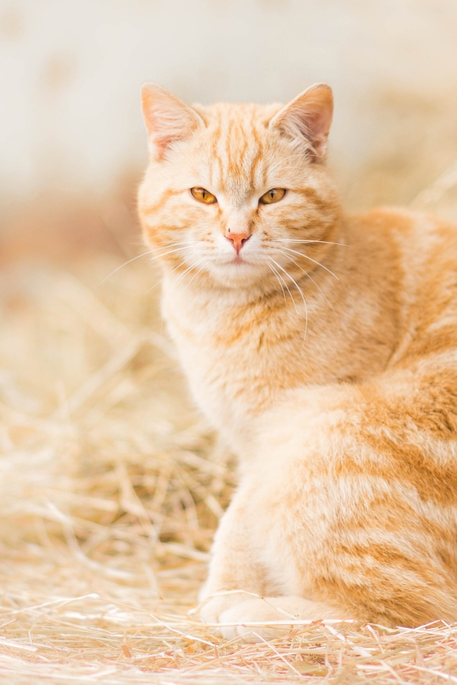 Серьезный взгляд красивого рыжего кота