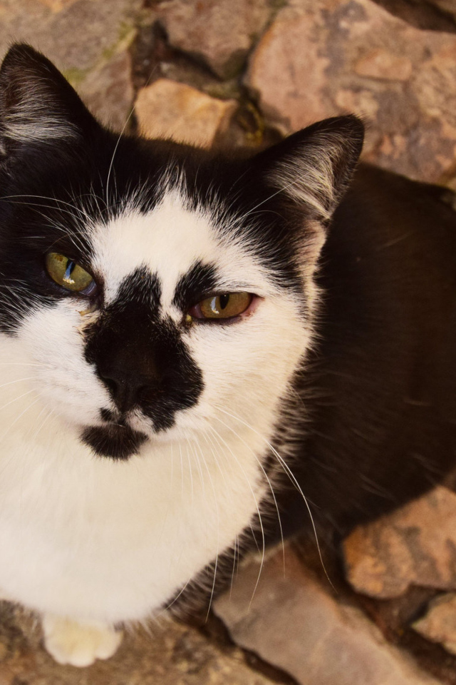 Серьезный взгляд черно белого кота