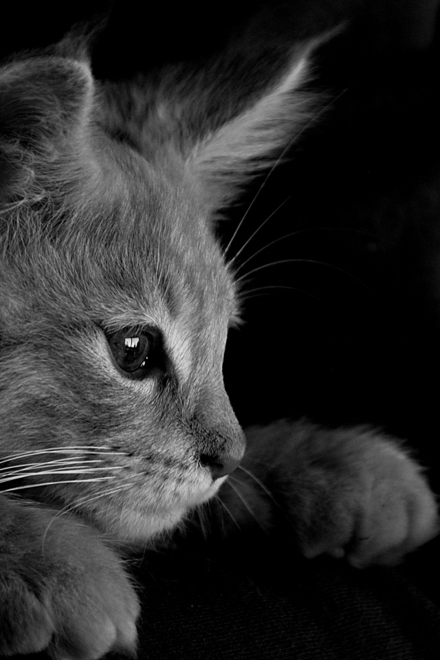Маленький котенок на руках черно-белое фото 