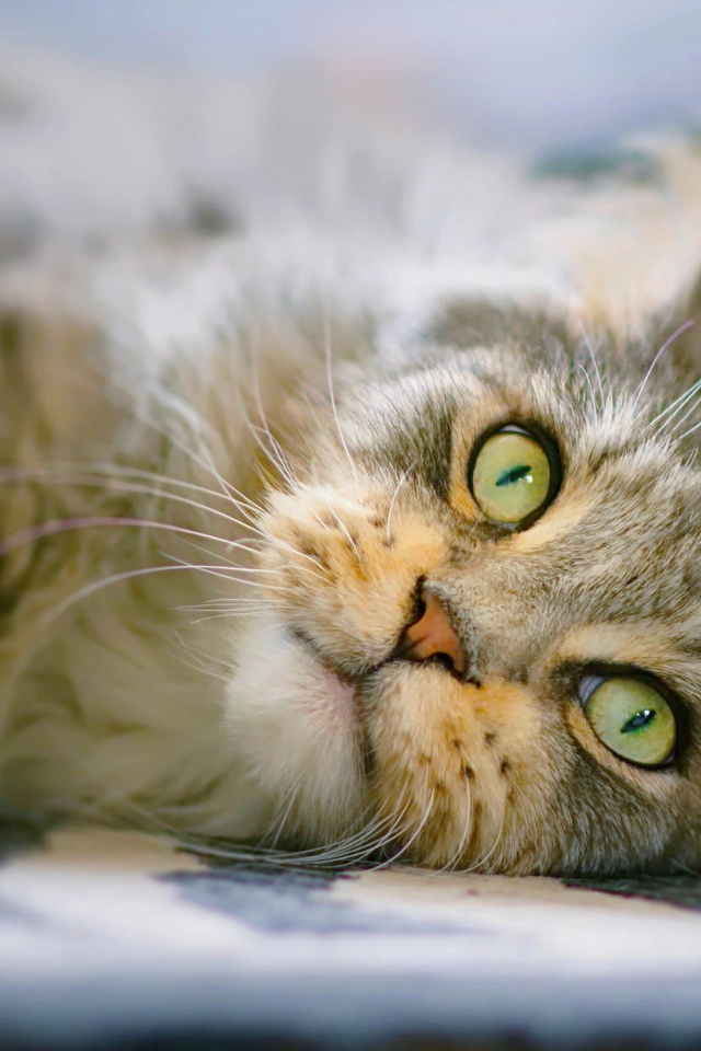 Взгляд серой кошки с зелеными глазами 