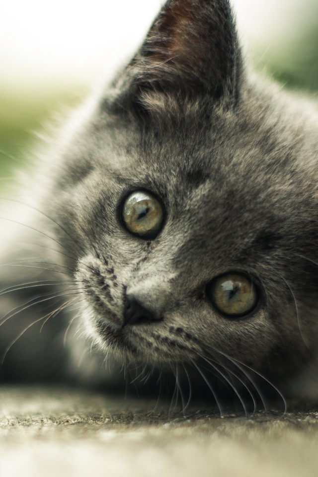 The look of a small gray kitten