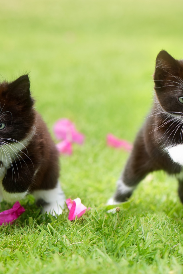Два черно-белых котенка прыгают по зеленой траве